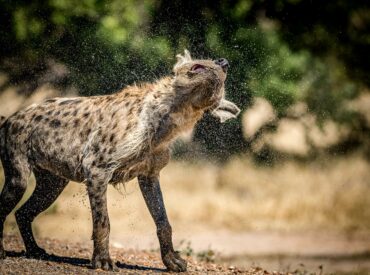 There are sightings…and there are SIGHTINGS. We cherish every moment in the bushveld, celebrating each small creature from the dwarf mongoose to prolific herds of impala and even the ever-common southern yellow-billed hornbill. But sometimes, a sighting comes along that’s REALLY worth writing home about. Today, we pay homage to the recent sightings from camps […]
