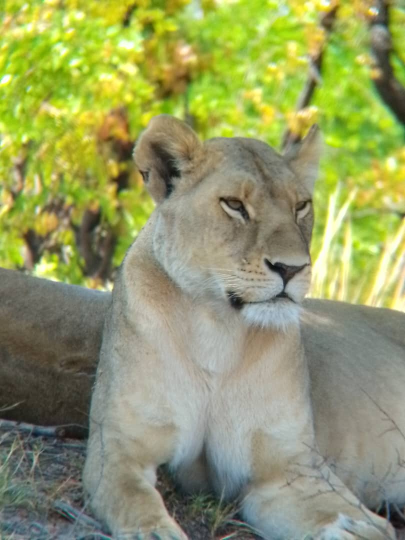 Lions in the Moremi Game Reserve