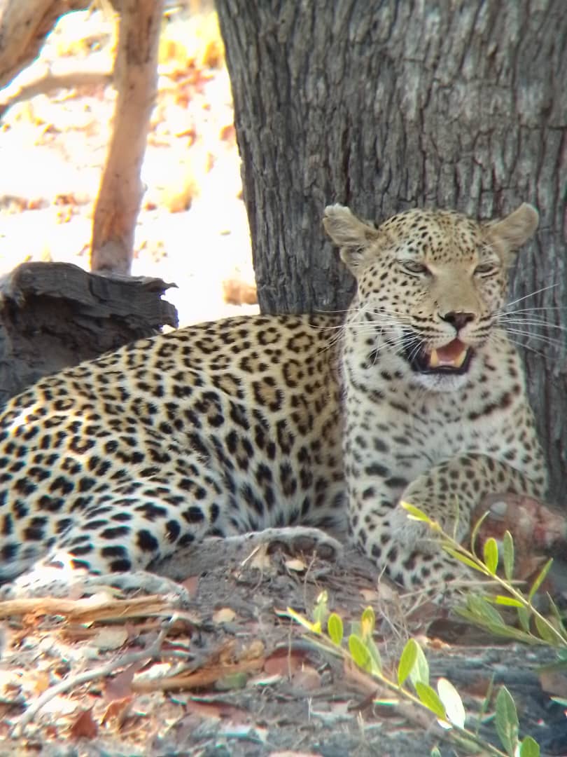Leopards in the Moremi
