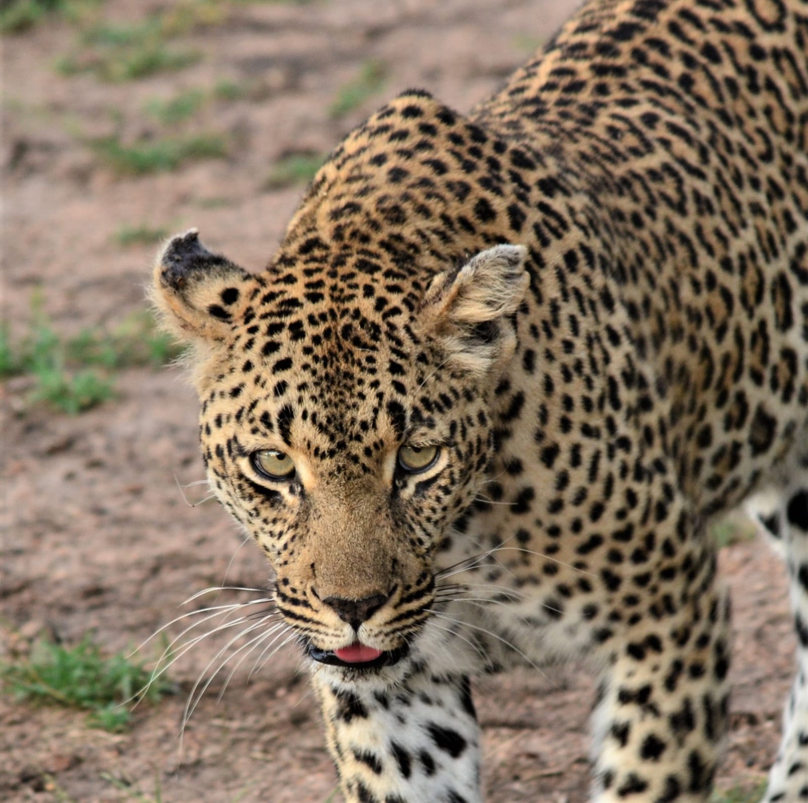 Ndzanzeni the Leopard