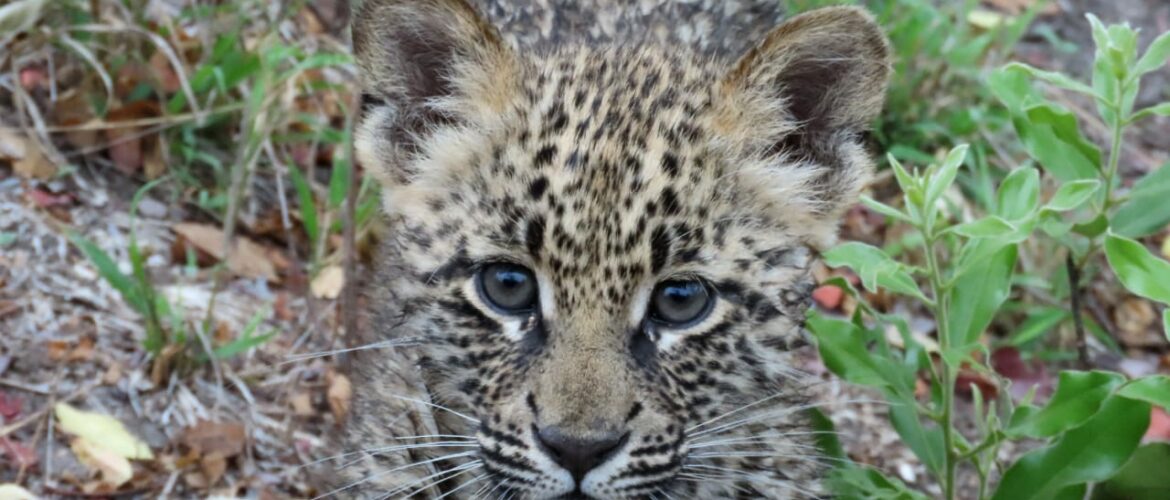 A Leap of Leopards in the Greater Kruger