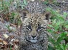 We recently wrote a blog post about the prolific predator sightings in the Klaserie over a 24 hour period. If you recall, there was a sighting of 6 unknown lions eagerly tucking into a giraffe kill, 15 wild dog puppies huddling together on the road, and 3 cheetah relaxing after a recent kill. The lions […]