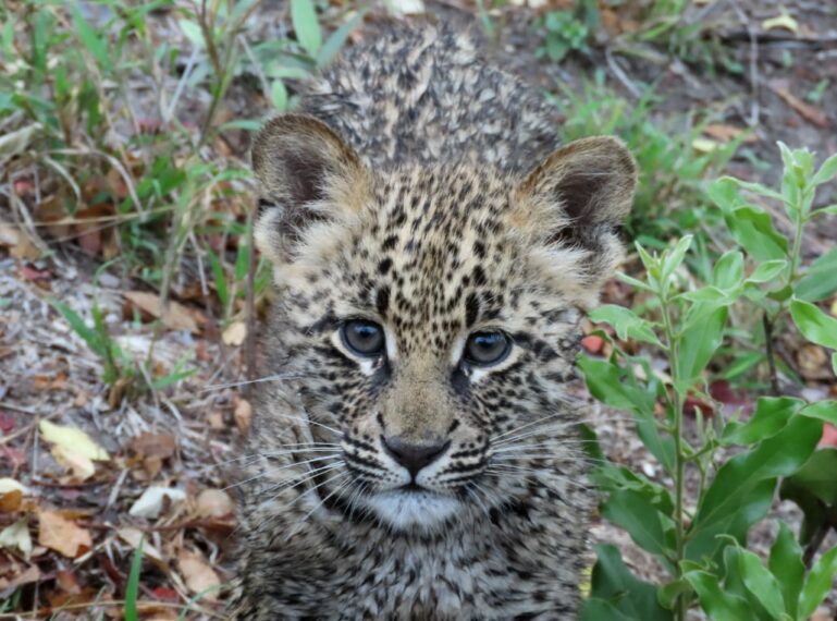 A Leap of Leopards in the Greater Kruger