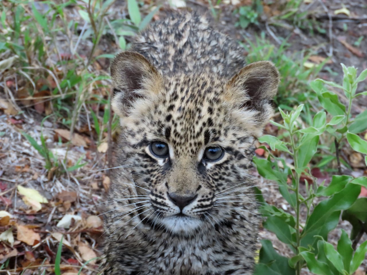 Umkumbe Safari Lodge Leopard Cub