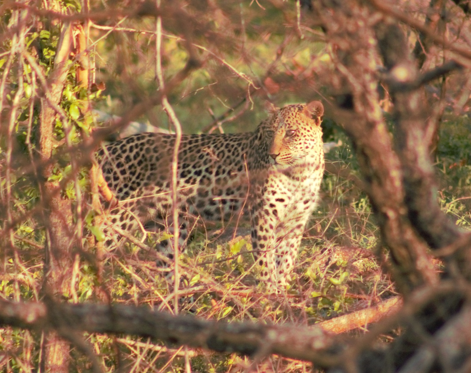 Chacma Bush Camp Leopard