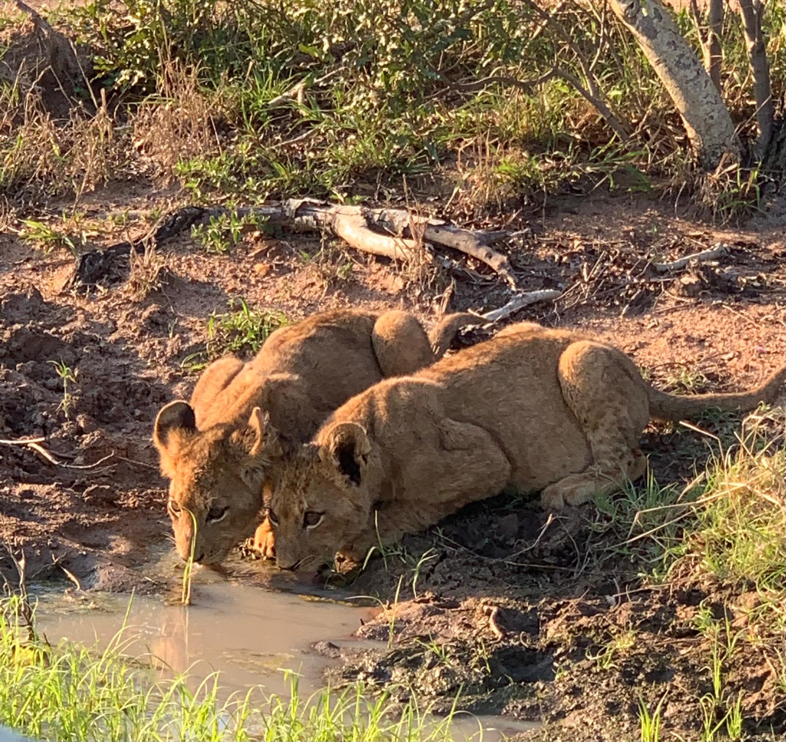 Young Vuyela Male Lions