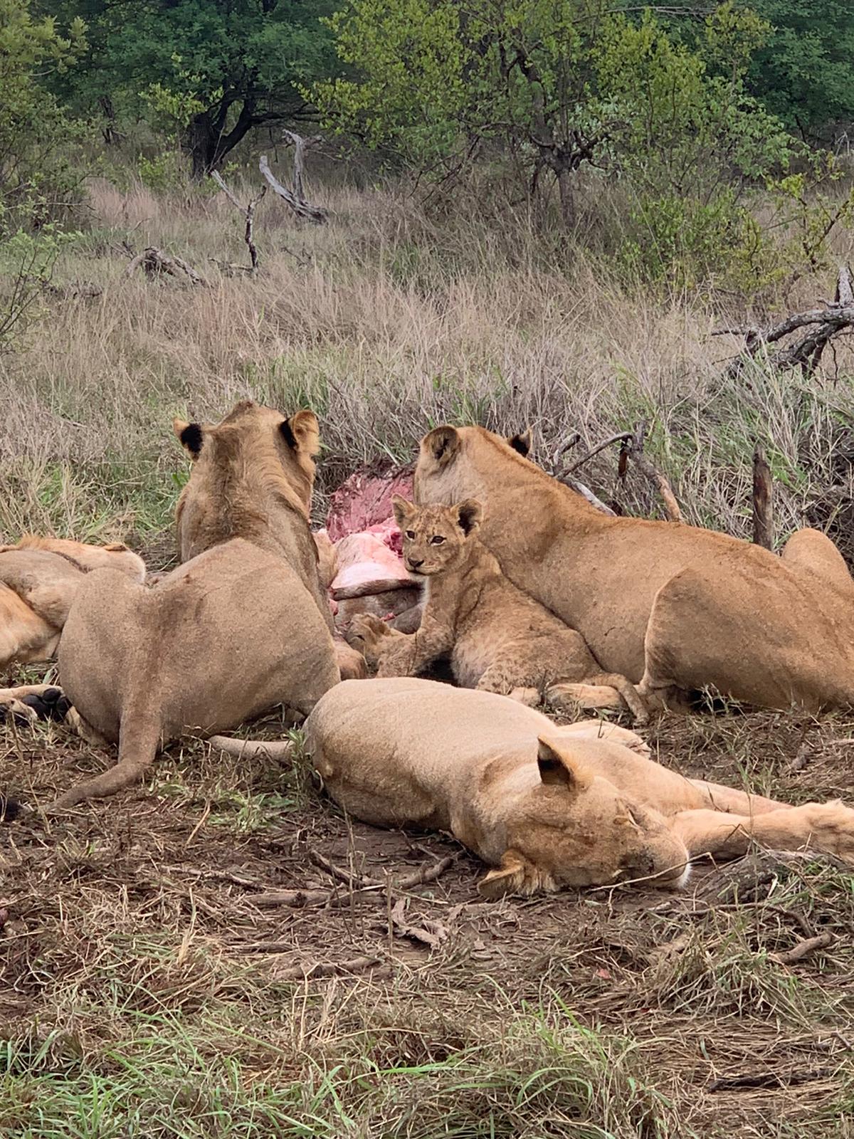 Vuyela Lions Feast on Giraffe Kill