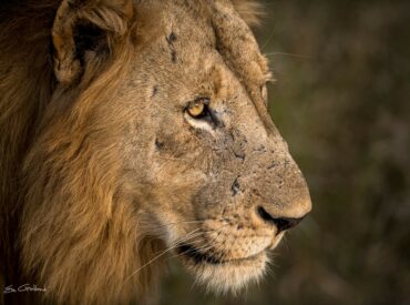 On 6 November 2023, we posted a video of a lion roaring on the Africa on Foot Facebook page. It was a simple, yet fantastic close-up of a healthy lion belting out his best contact call roar. One of our guides captured the clip, intending to highlight the power of one of the dominant leaders […]