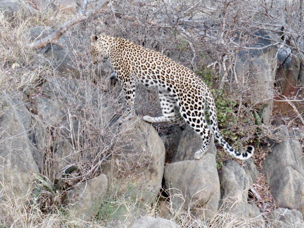 Leopard Climbing on Rocks