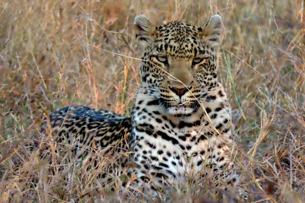 Nyala Safari Lodge Leopard Marking Territory
