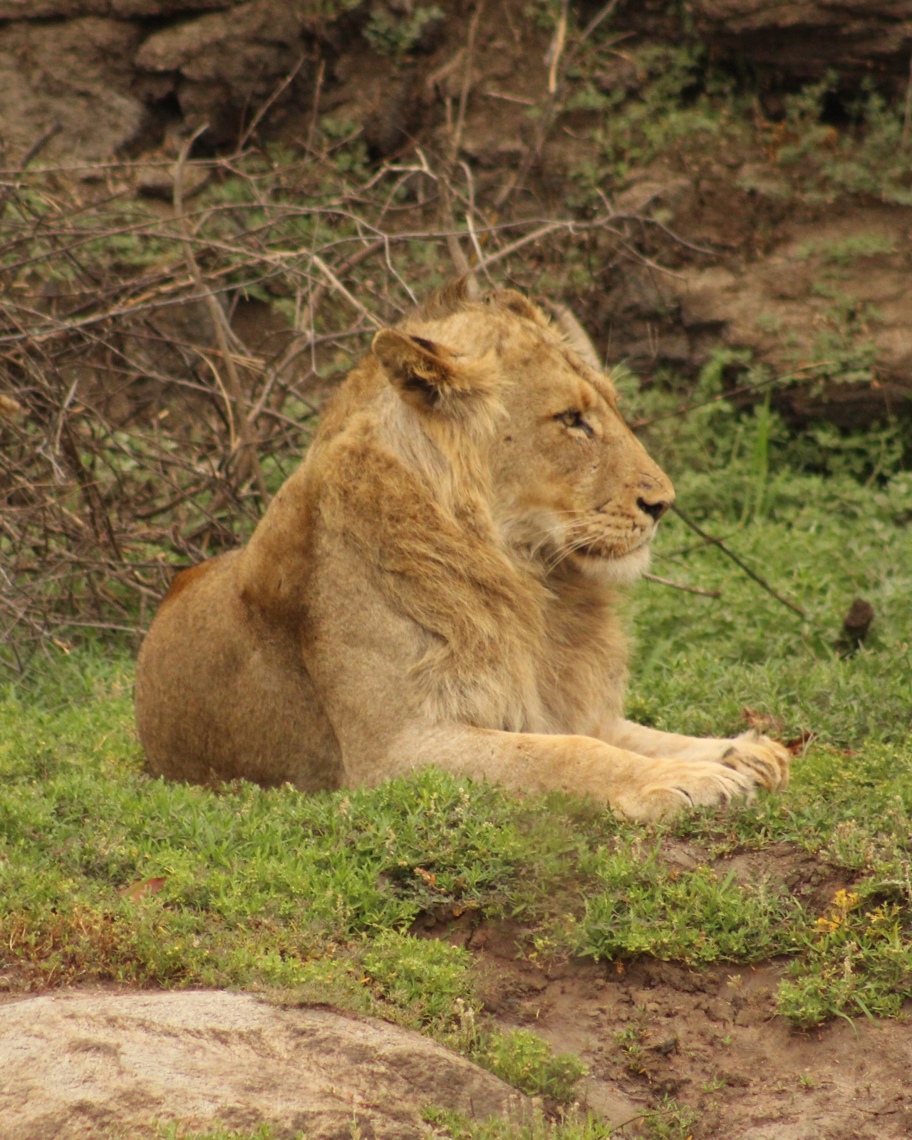 Chacma Bush Camp Sub-adult Lion