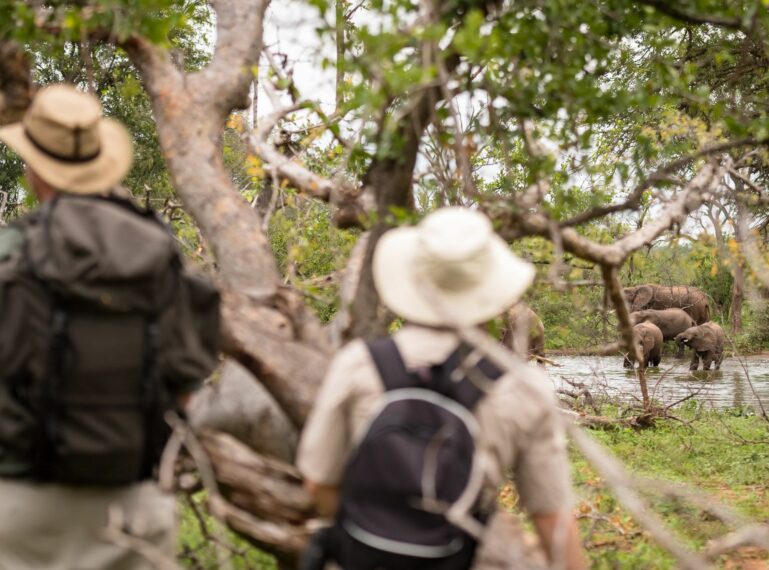 Guided Walking Safaris vs Guided Game Drives