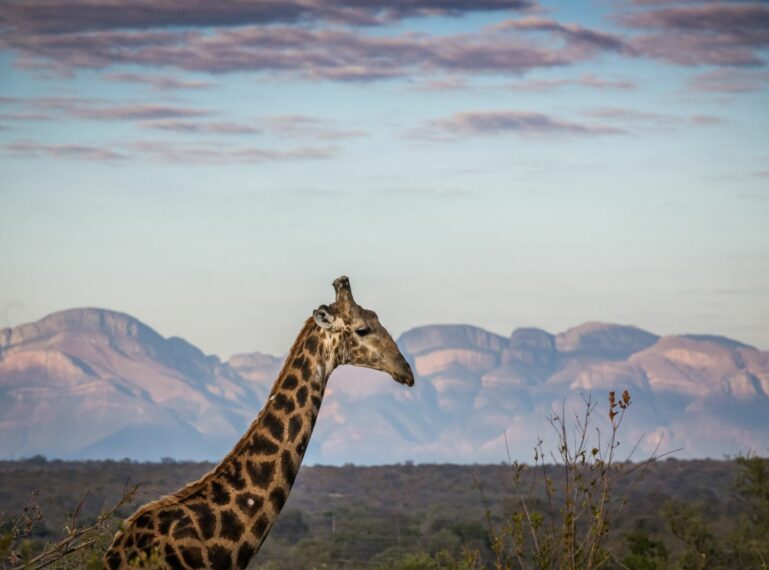 Exploring Two Contrasting Safari Paradises