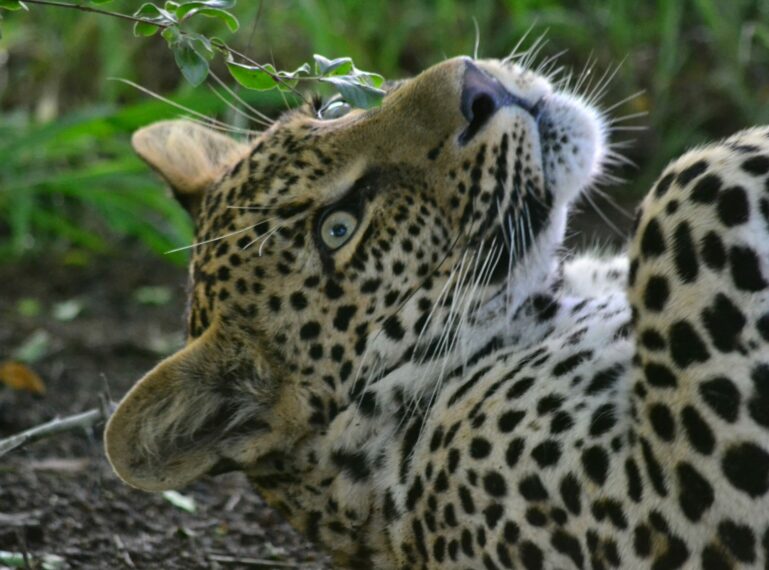 A Kruger Wildlife Update
