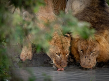 It’s Big Cat Roundup Day, a day that we’ve set aside to share a few momentous occasions with our ferocious felines. This is a big story day, where we won’t be sharing images of lions lying around. Today is a bigger and better day, where we celebrate cats doing what they do best: taking down prey, nurturing cubs, stalking, […]