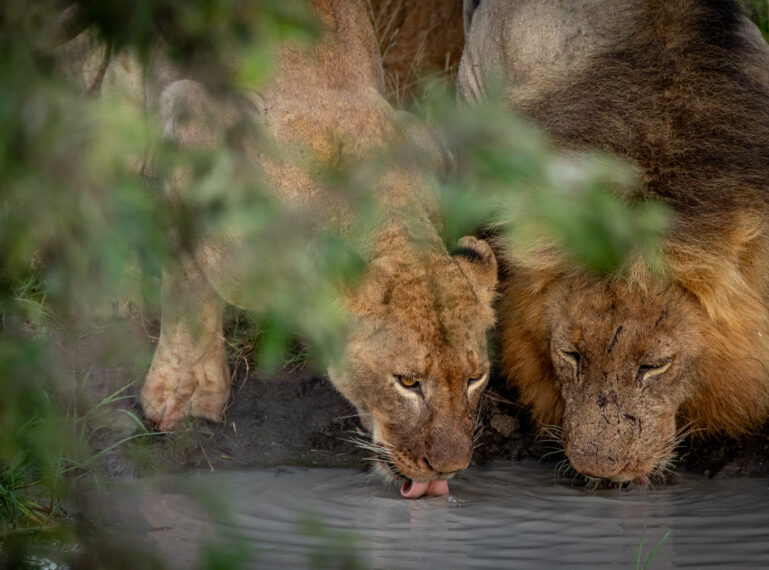 Big Cats, Big Stories