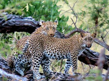 Elevated above the seasonal Mohlabetsi River in a private concession spanning 5000 hectares of wild bushveld terrain in the Balule Nature Reserve, sits the unassuming Nyala Safari Lodge. If the prized location within wildlife-abundant Balule doesn’t captivate you, then surely the tranquility of this lesser-known safari lodge will. Nyala encapsulates the art of comfortable luxury […]