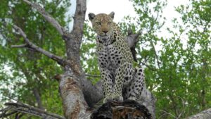 nThambo Tree Camp Brenda Leopard