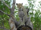 nThambo Tree Camp Brenda Leopard