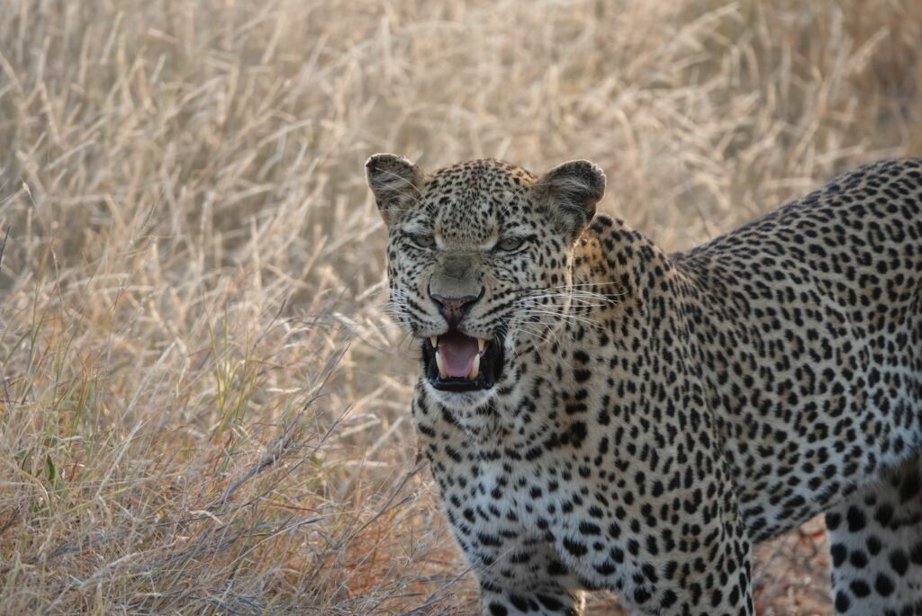 A Klaserie Leopard