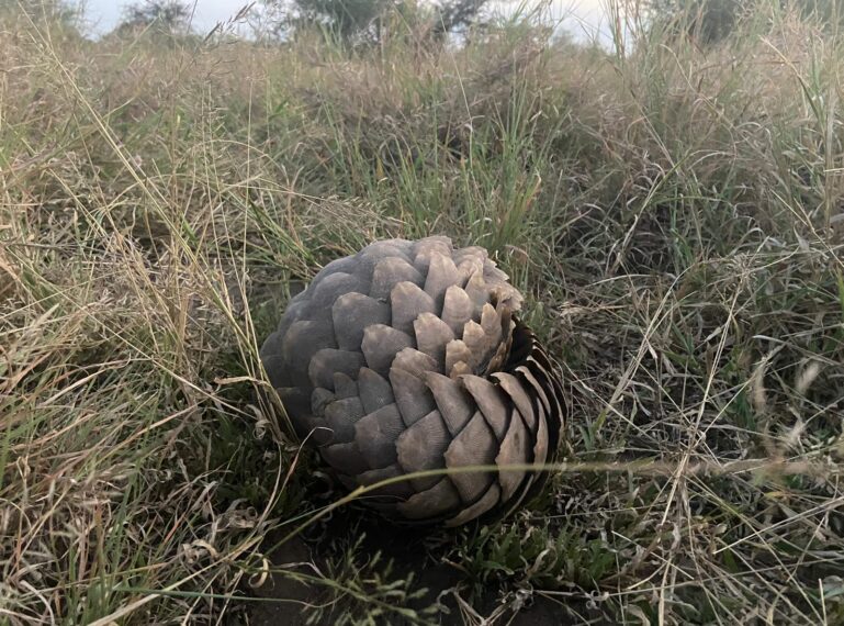 Your Monthly Dose of Kruger Wildlife