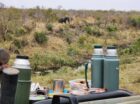 The waterhole in front of nDzuti Safari Camp in the Klaserie sees a variety of visitors, from its nighttime regulars – jackal, civet and hyena – to the influx of diurnal animals, like impalas and baboons. Grey go-away birds, owls, mongooses, and plenty of others are seen in front of the lodge almost daily and there […]