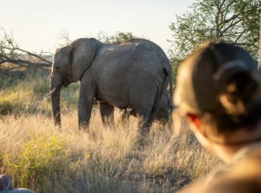 Safaris stay with you long after the dust has settled. They are so much more than simply a journey into the wild, not only are they an extraordinary experience, they help protect the wild places you visit. Know that your presence and choice to go on a safari matters. By visiting the wild, you play […]