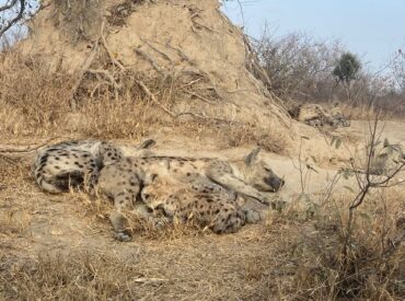 Hated by the playwright Hemingway and consistently depicted as the Disney villain, hyenas have a bad reputation for being nothing more than cackling bone-crushing scavengers. Given that they’re a vital part of the ecosystem of the wild, they certainly don’t deserve their rep. We love and respect hyenas, which is why we’re overjoyed to hear […]