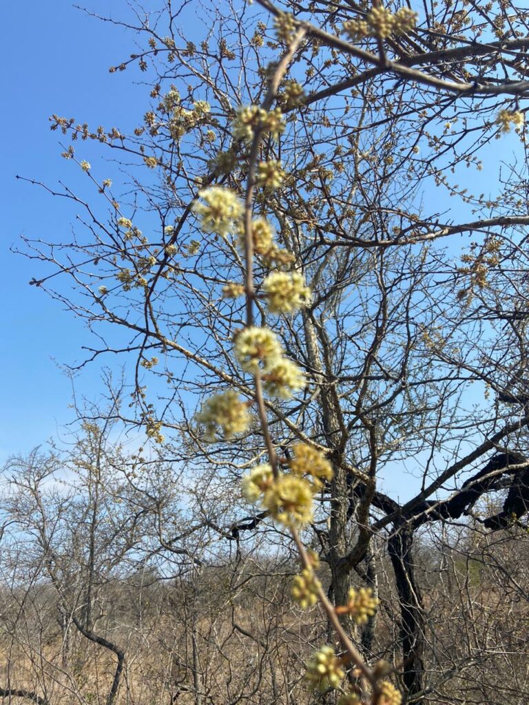 The russet bushwillow