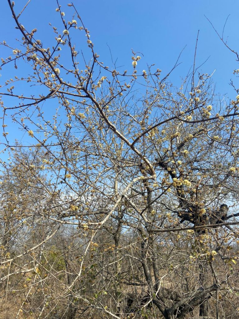 Russet bushwillow