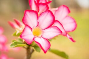 Impala lily in the Kruger