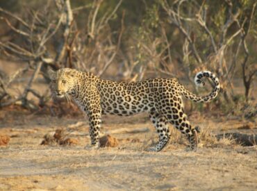 We’re thrilled to announce that guests Anna-Lisa and Rick have chosen to feature in our #GuestSafariReview series! This charismatic couple from the Netherlands spent two unforgettable nights at Africa on Foot in the Klaserie Private Nature Reserve, where they were treated to an incredible array of wildlife sightings. They expressed, “We would love to share […]