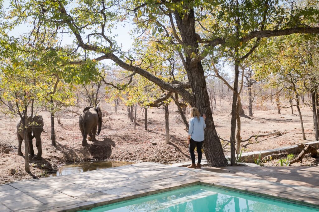 Chacma Bush Camp