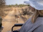 A beginner’s guide for those new to the safari experience Are you considering or have you taken the exciting leap and booked your first ever safari in the Greater Kruger region? Waking up to the dawn chorus, heading out into the crisp morning air to discover what the creatures of the night got up to, […]