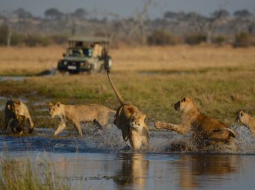 Botswana doesn’t follow the seasons the way most places do, it moves to its own rhythm, governed by water and wildlife. Whether you’re drawn to abundantly green and luscious landscapes of summer, the golden hues of autumn, or clear skies of the dry season as the quiet miracle of the flood’s arrival trickles into the […]