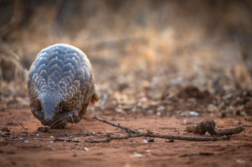 pangolin
