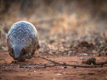 Most safari dreams are made of giant golden manes and spotted coats, but the puzzle of a safari includes a host of fascinating, less familiar critter encounters that you may never even have considered sighting.  Pieces of a puzzle An amazing guide once shared that going on safari is like doing a large puzzle. Each […]