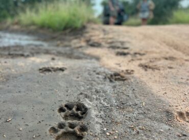The Art of Tracking: Tips, Tricks, Signs and Wonderful Discoveries