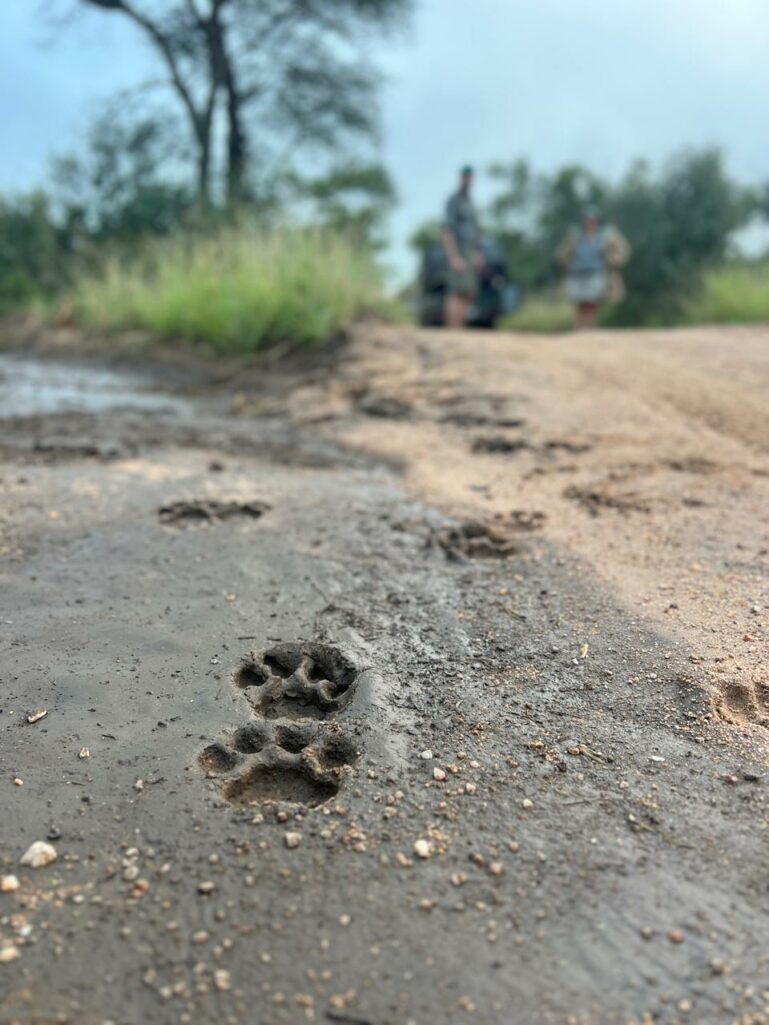 The Art of Tracking: Tips, Tricks, Signs and Wonderful Discoveries