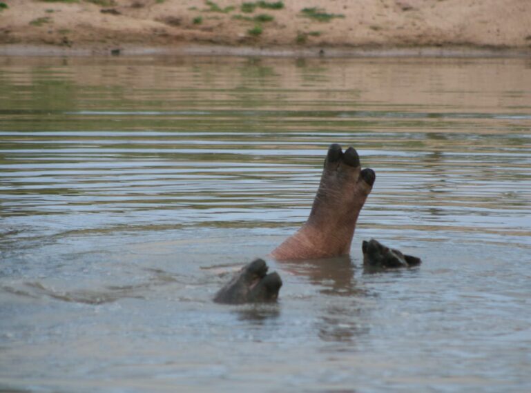 Top Reasons to Go on a Summer Safari in Southern Africa