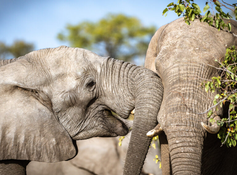 Safari Super Moms: Matriarchs of the Animal Kingdom