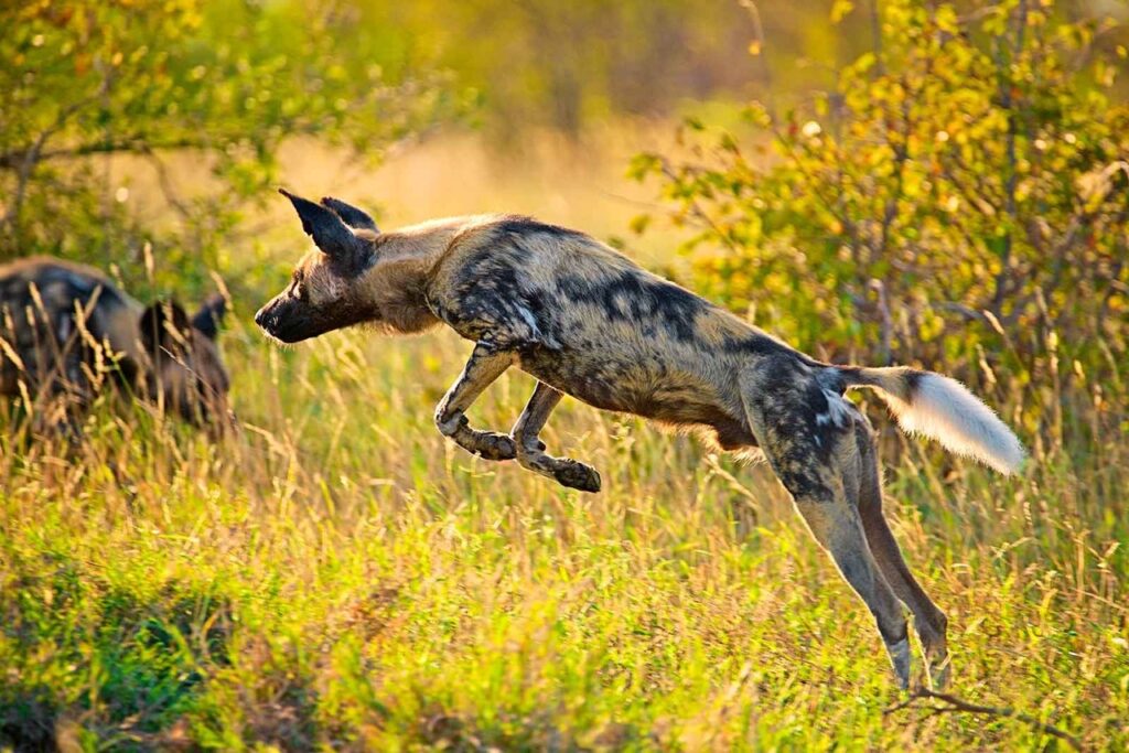 wild dog