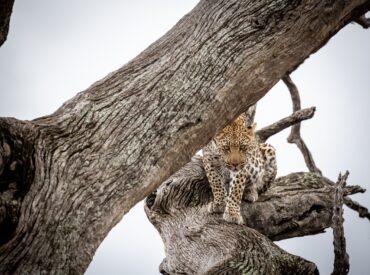 Unpacking the fascinating hunting styles of Africa’s predators reveals more than survival. It tells the raw, unfiltered truth about life in the wild. In the bush, especially in dry season, predator-prey action takes centre stage. What may appear to be chaos to come is, in fact, a complex dance of instinct and adaptation. Each predator […]