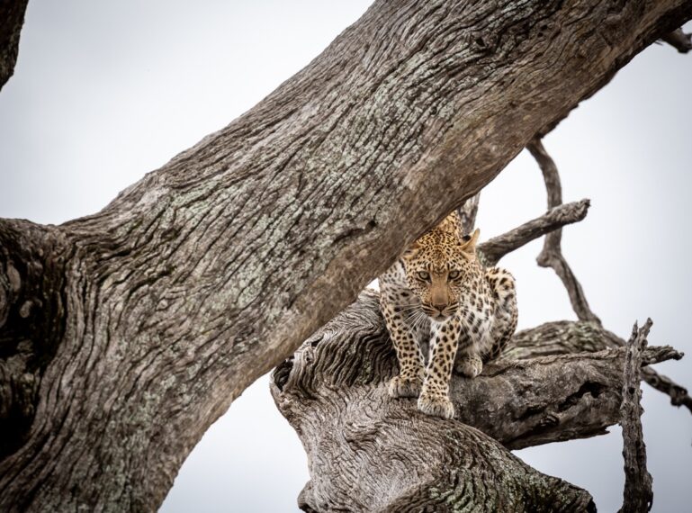 Predator-Prey Action: Hunting Methods in the Wild