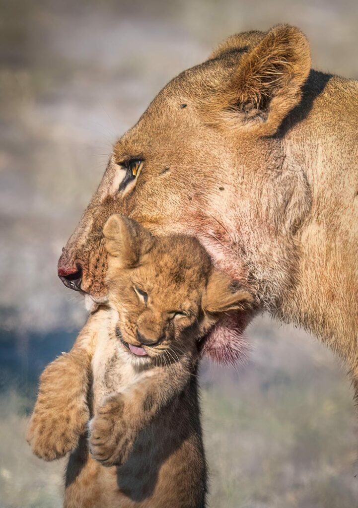 lionness and cub