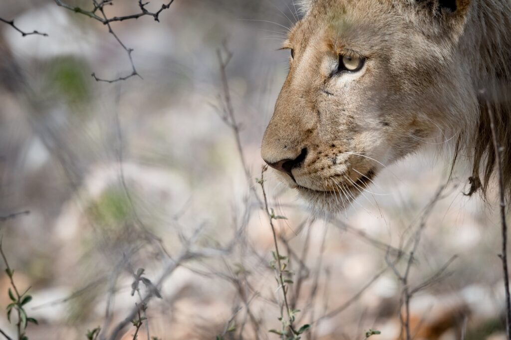 lionness