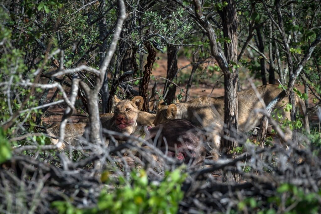 lion kill