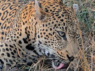 Adventures in the Klaserie: Guest Review of nThambo Tree Camp