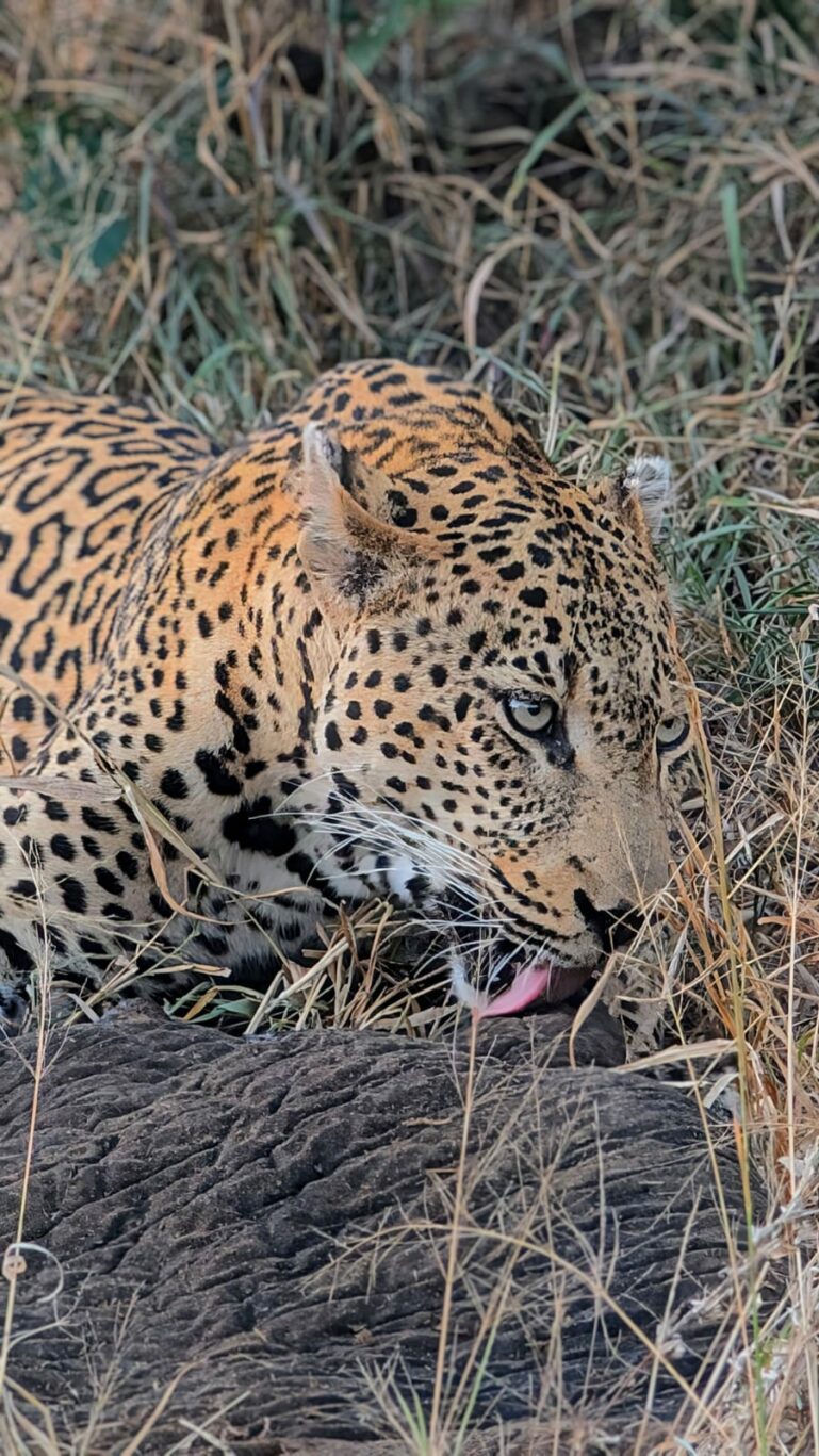 Adventures in the Klaserie: Guest Review of nThambo Tree Camp
