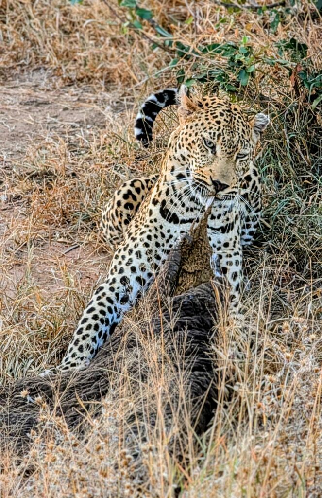 Leopard and kill